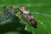 Oncopsis sp.